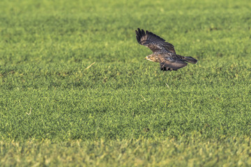 M&auml;usebussard (Buteo buteo)