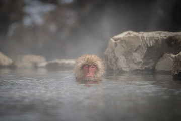 Obraz premium Snow Monkey at Jigokudani park