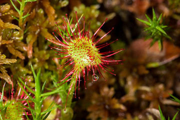 A carnivorous round-leaved sundew plant (Drosera rotundifolia) in a northern Wisconsin bog.
