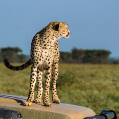 cheetah standing on a safari vehicle for a good look at possible prey on the Serengeti plains
