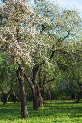 Obraz premium blooming apple trees