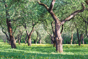 blooming apple trees