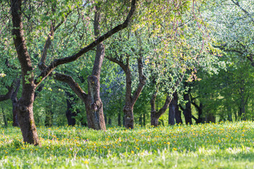 Fototapeta premium blooming apple trees