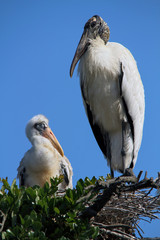 Wood Stork (Mycteria americana) With Chick!