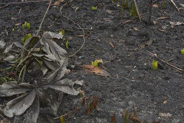 весна, ростки молодых тюльпанов