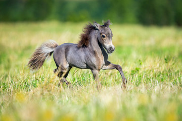 Fototapeta na wymiar Small horse running in field