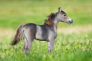 Obraz na płótnie Canvas Small cute horse on green background