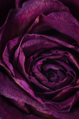 dried dead rose background