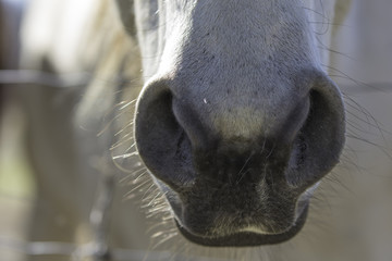 Close up of horse's muzzle