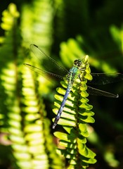 Green Darner Dragonfly