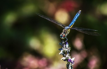 Male Blue Dasher dragonfly
