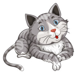 Gray cat on white background