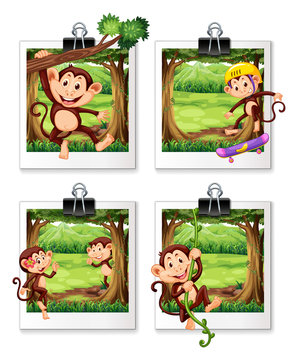 Four frames of monkey in the jungle