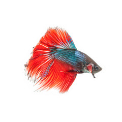 thai fighting fish . Beautiful colour