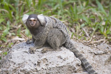 Close up Common Marmoset