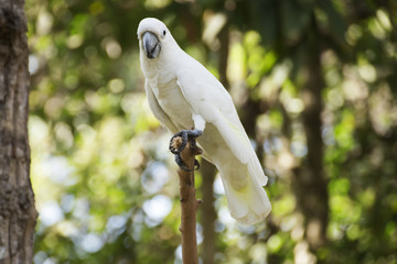 White Cockatoo