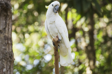 White Cockatoo