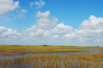 Fototapeta premium Everglades Florida