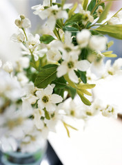 白いリキュウバイ