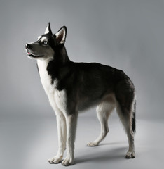 Young Husky on grey background