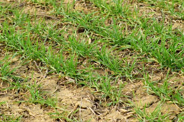 Spring winter wheat field