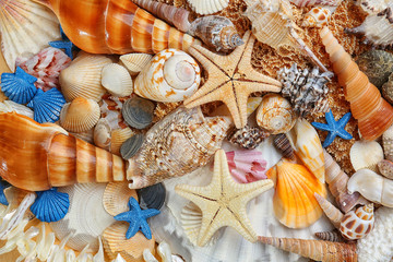 Sea shell background