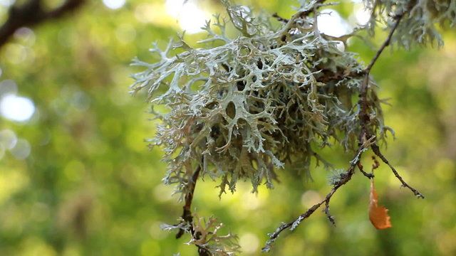 Beginning of autumn. Patterned lichens and dry leaf rotates on web
