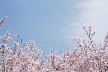 見上げる満開の桜