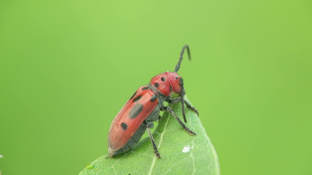 Red Milkweed Beetle (Tetraopes tetrophthalmus) 1