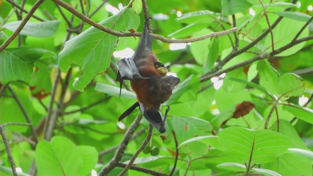 Flying fox hangs on a tree branch and eat fruit