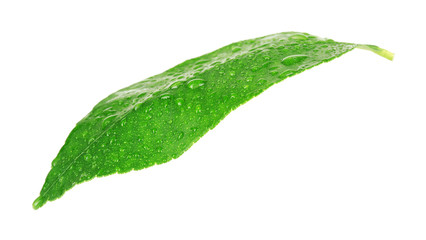 Fototapeta na wymiar Green citrus leaf with droplets isolated on white