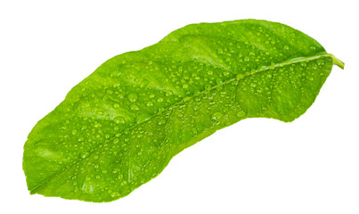 Fototapeta na wymiar Green citrus leaf with droplets isolated on white