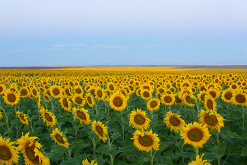 A sunflower field blooming at dawn