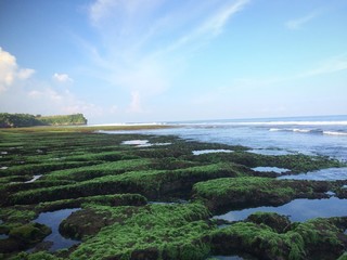 Seaweed On Beach