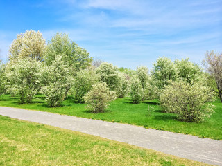 Blooming trees growing along the path in the park