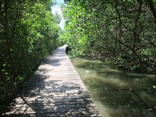 Wooden Bridge On Mangrove Forest