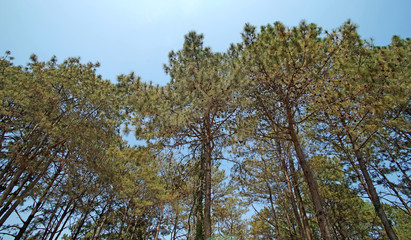 green pine tree forest