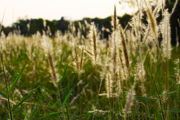 Imperata cylindrica Beauv under moring sunshine