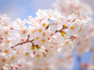 White sakura or Japanese cherry blossom in spring season