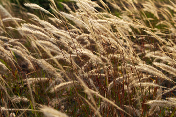 Imperata cylindrica Beauv flowers under moring sunshine