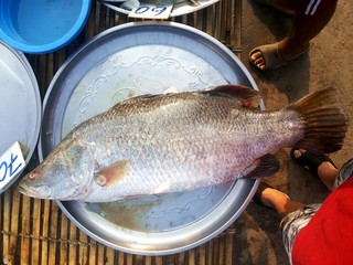  Barramundi, Silver perch, White perch,At market, Thailand
