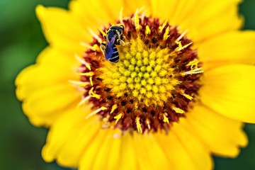 bee on yellow daisy