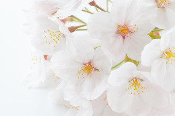 Fototapety  Close - up beautiful cherry blossom sakura flower