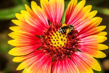 Bee on daisy