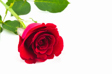 Beautiful red rose.