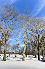 Central Park in Winter