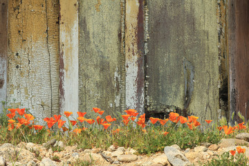 Bright orange California poppies growing alongside a weathered wooden fence.