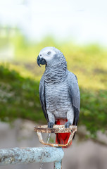 African Grey Parrot