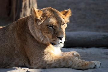 Fototapeta na wymiar portrait of a lioness looking to the side