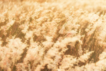 ..Blur flowers grass in meadow, .